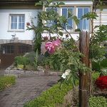 Rosenbaum mit 3 verschiedenen Blüten