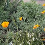 Herbstblüten: kalifonischer Mohn