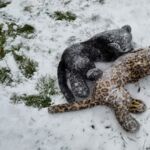 Schneeleoparden