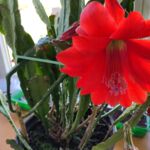 Kaktusblüte