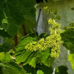 Weinstock blüht