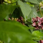 Erdbirne: Blüte