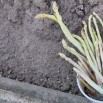 Weißer Spargel
